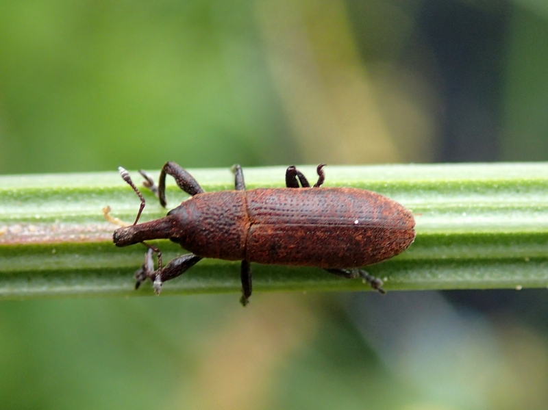 Curculionidae rossiccio: Lixus sp.?